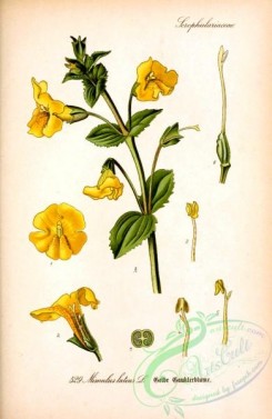 plants_of_germany-02176 - mimulus luteus