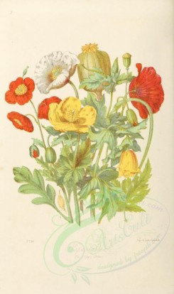 poppies_flowers-00003 - 04 - Papaver somniferum. Papaver Rhaeas. Glaucium luteum. Meconopsis aculeatum [2201x3722]