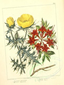 poppies_flowers-00008 - 09 - Mexican Argemone, Scarlet Azalea - argemone mexicana, azalea nudiflora coccinea [2348x3089]