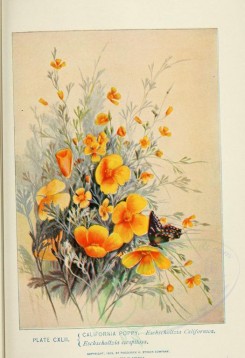 poppies_flowers-00015 - 23 - California Poppy - eschscholtzia californica, eschscholtzia caespitosa [2366x3457]