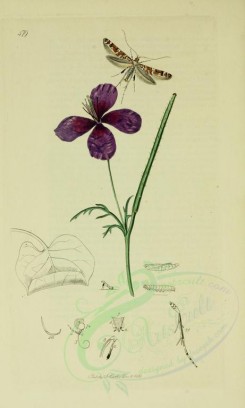 poppies_flowers-00042 - 228 - Violet horned Poppy - glaucium violaceum [2099x3495]