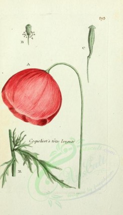 poppies_flowers-00057 - 285 - coquelicot a tetes longues (Fr) [1650x2877]