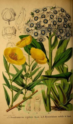 poppies_flowers-00062 - 308 - dendromecon rigidum, myosotidium nobile [2699x4560]