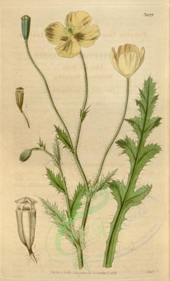 poppies_flowers-00084 - cbm-64 - papaver gariepinum, South-African Poppy [1968x3237]