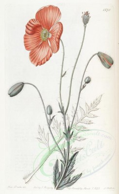 poppies_flowers-00107 - ebr-19 - papaver persicum, Persian Poppy [2692x4374]