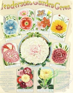 poppies_flowers-00110 - 011-Ipomoea, Poppy, Salpiglossis, Calliopsis, dianthus laciniatus, Poppy Mikado, Petunia, phlox, Datura