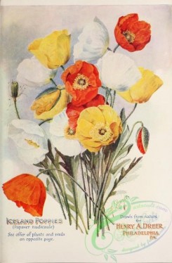 poppies_flowers-00120 - 007-Poppies, papaver nudicaule