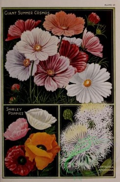 poppies_flowers-00139 - 019-cosmos, poppies, centaurea americana
