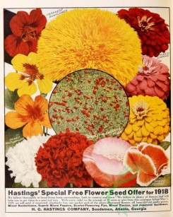 poppies_flowers-00156 - 072-Poppies, Nasturtium, Flax, Sunflower, Zinnia