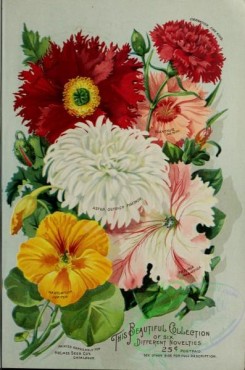 poppies_flowers-00178 - 051-Poppy, Nasturtium, Petunia, Aster, Dianthus, Carnation