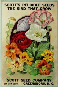 poppies_flowers-00216 - 093-Poppy, nasturtium