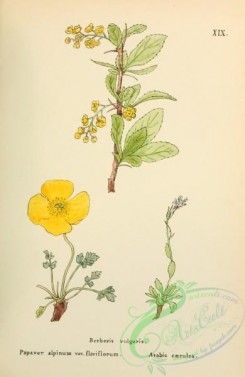 poppies_flowers-00242 - berberis vulgaris, papaver alpinum flaviflorum, arabis caerulea