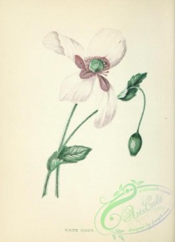 poppies_flowers-00252 - White Poppy, papaver somniferum