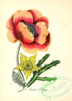 poppies_flowers-00265 - Eastern Poppy, papaver orientale