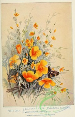poppies_flowers-00279 - California Poppy, eschscholtzia californica, eschscholtzia caespitosa