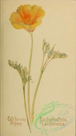 poppies_flowers-00288 - California Poppy, eschscholtzia californica