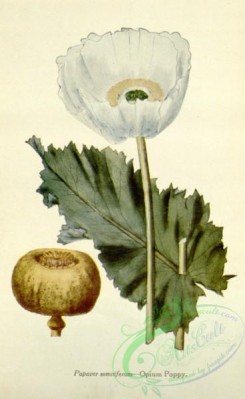 poppies_flowers-00296 - Opium Poppy, papaver somniferum