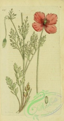 poppies_flowers-00298 - papaver dubium