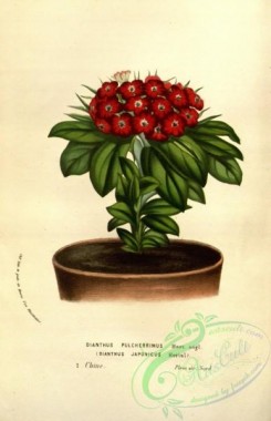 potted_plants-00063 - dianthus japonicus