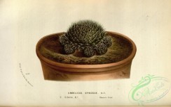 potted_plants-00070 - umbilicus spinosus