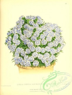 potted_plants-00083 - lobelia coerulia albo-marmorata flore pleno