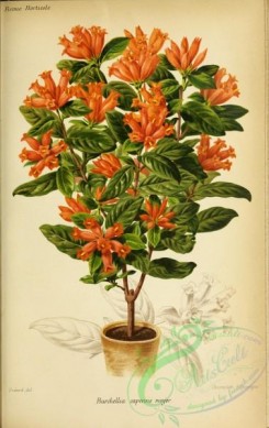 potted_plants-00092 - burchellia capensis major