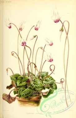 potted_plants-00097 - cyclamen punicum