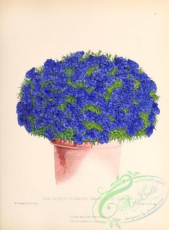 potted_plants-00112 - 032-Double-flowered Dwarf Blue Lobelia