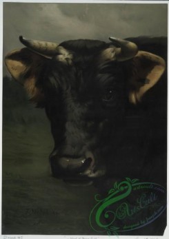 prang_cards_animals-00102 - 0675-Head of young bull 107227