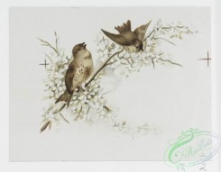 prang_cards_birds-00186 - 1065-Easter cards depicting flowers, birds and pussy willow 100249