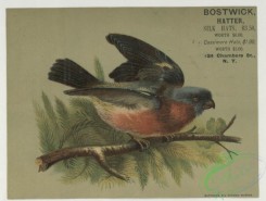 prang_cards_birds-00241 - 1785-Trade cards depicting birds, a nest and berries 103675