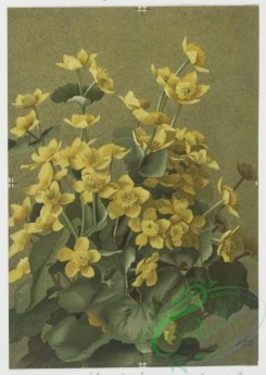 prang_cards_botanicals-00060 - 0518-Prints of flowers entitled 'Elder,' 'Dogwood,' 'Snowflakes' and 'Cowslip.' 106386