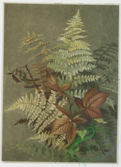 prang_cards_botanicals-00102 - 0650-Two prints entitled 'Autumn leaves 3' and 'Autumn ferns.' 107119