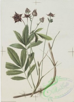 prang_cards_botanicals-00114 - 0687-Prints depicting drawings and sketches of plants, flowers, and insects 107274
