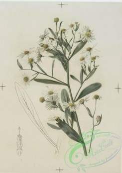 prang_cards_botanicals-00124 - 0690-Prints depicting drawings and sketches of plants and flowers 107294