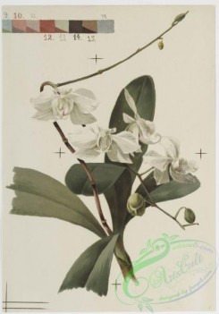 prang_cards_botanicals-00146 - 0773-Orchids 107642