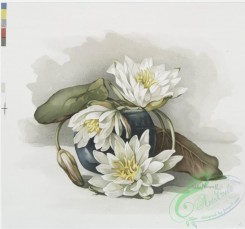 prang_cards_botanicals-00178 - 0910-Two prints entitled 'chrysanthemums in glass bowl' and 'waterlilies in blue jar.' 108236