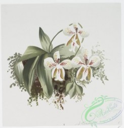prang_cards_botanicals-00188 - 0921-Prints depicting plants and flowers 108260