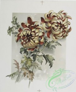 prang_cards_botanicals-00210 - 0947-The golden flower-prints depicting flowers 108344