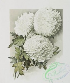 prang_cards_botanicals-00215 - 0949-The golden flower-prints depicting white flowers 108349