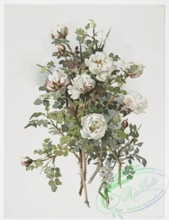 prang_cards_botanicals-00227 - 1024-White scotch rose 100095