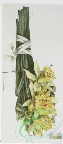 prang_cards_botanicals-00232 - 1039-Mayflower, Easter Lilies, Bunch of Daffodils (Easter cards depicting flowers, Christmas cards depicting young girl with umbrella) 100131