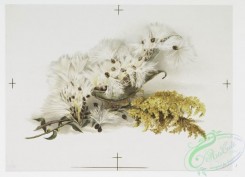 prang_cards_botanicals-00254 - 1094-Christmas cards depicting dandelions and butterflies 100345