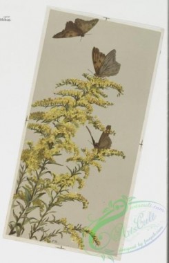 prang_cards_butterflies-00011 - 0254-Christmas and New Year cards depicting plants, flowers, and butterflies 104347