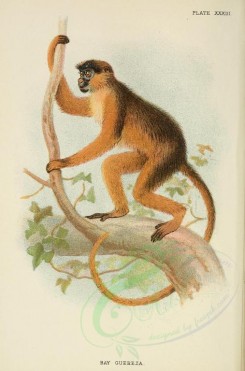 primates-00002 - BAY GUEREZA [2245x3400]