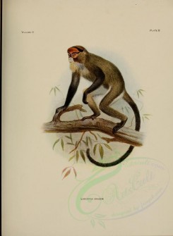 primates-00030 - De Brazza's monkey [3401x4654]