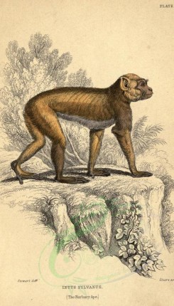 primates-00042 - Barbary Ape [1614x2830]