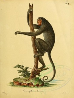 primates-00201 - Pygmy monkey [2336x3053]