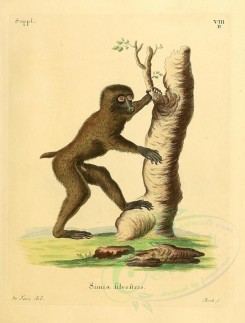 primates-00219 - Simia Filvestris (Latin) [2315x3053]