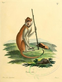 primates-00224 - Simia Rufa (Latin) [2336x3053]